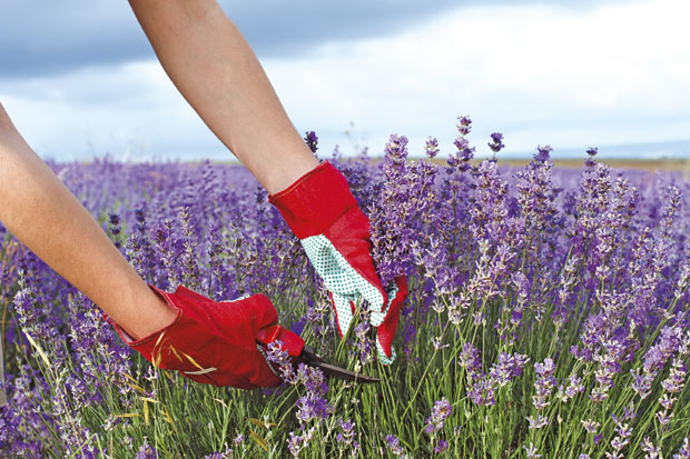 Лаванда на плантажи